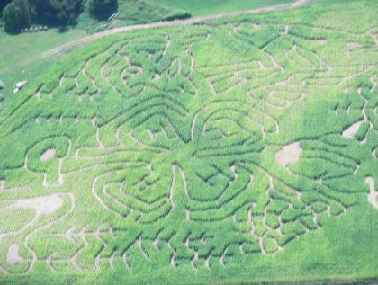 Corn maze design depicting the 4H clover and surrounding maze