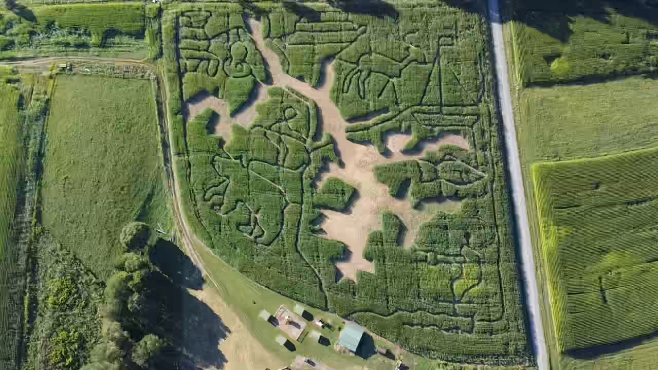 Corn maze depicting the outline of Deep Creek Lake surrounded by wildlife.